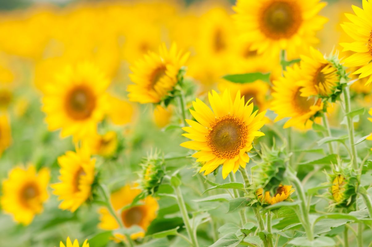 ELLY89 himawaribatake20140812 TP V